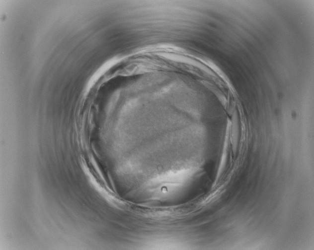 X0000052571054200507292001