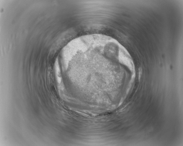 X0000052571059200507292001