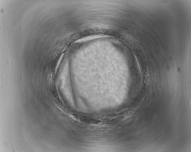 X0000052571061200507292001