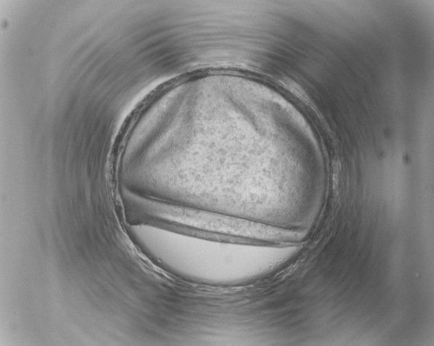 X0000052571068200507292000