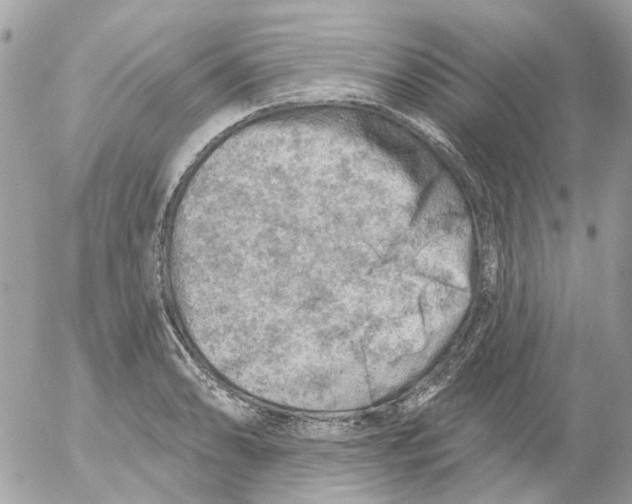 X0000052571086200507292000