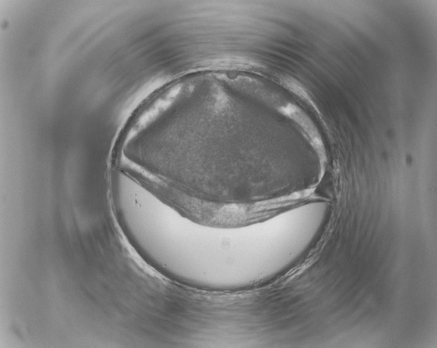 X0000052571087200507292000