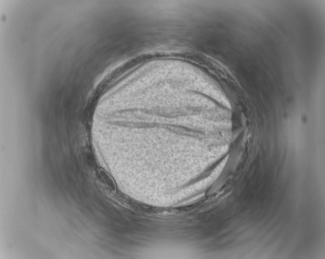 X0000052571160200507291959