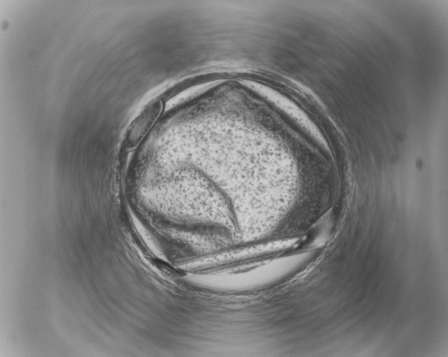 X0000052571168200507291959