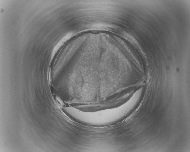 X0000052571180200507291959