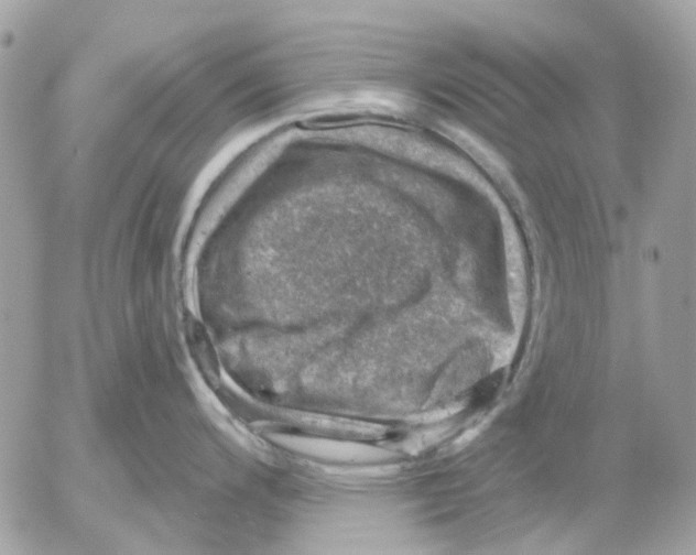 X0000052571200200507291958