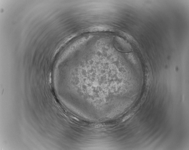 X0000052571217200507291958