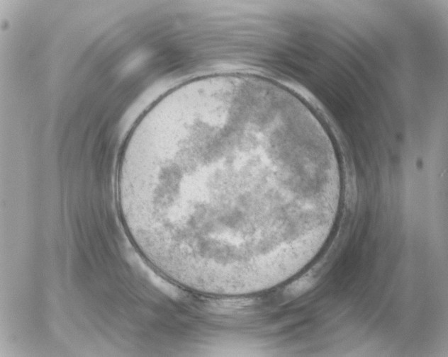 X0000052571294200507291957