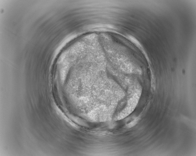 X0000052571384200507291955