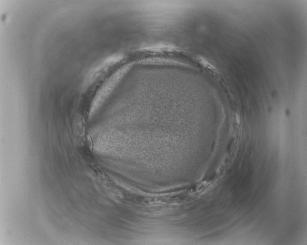 X0000052571398200507291954