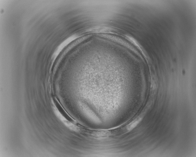 X0000052571434200507291955