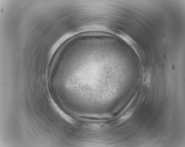 X0000052571438200507291955