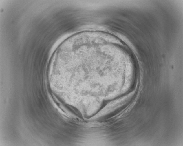 X0000052571440200507291955