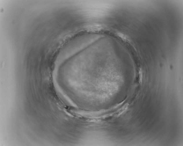 X0000052571445200507291954