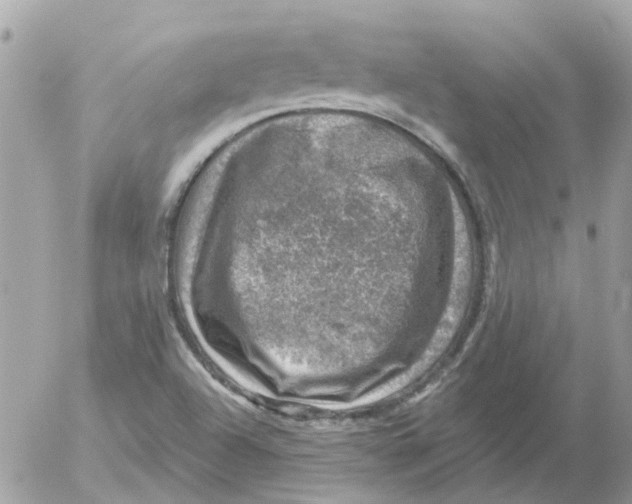 X0000052571504200507291953