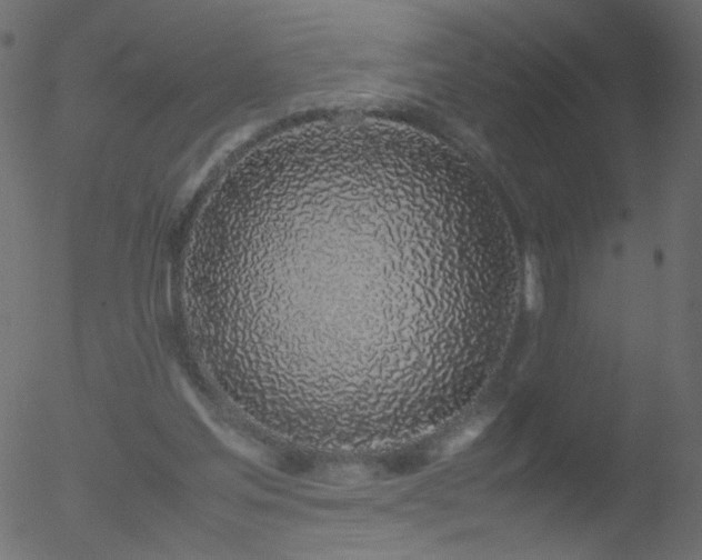 X0000052580205200507011254