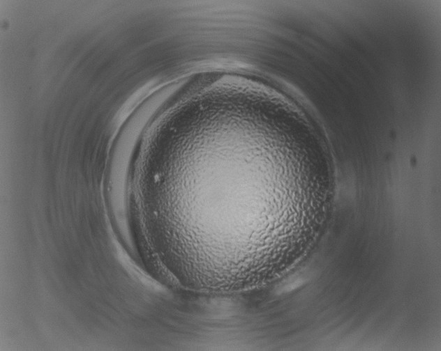 X0000052580946200507011242