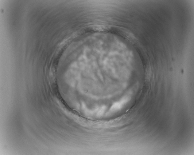 X0000052580043200507292043