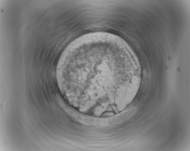 X0000052580048200507292043