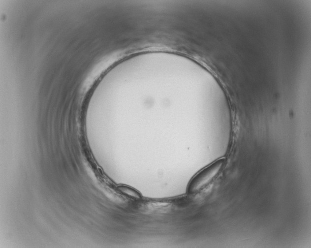 X0000052580055200507292042