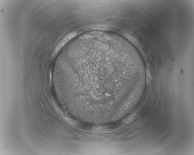 X0000052580109200507292042