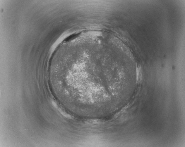 X0000052580195200507292040