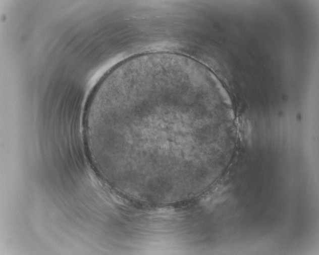 X0000052580196200507292040