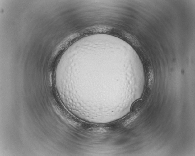 X0000052580254200507292039