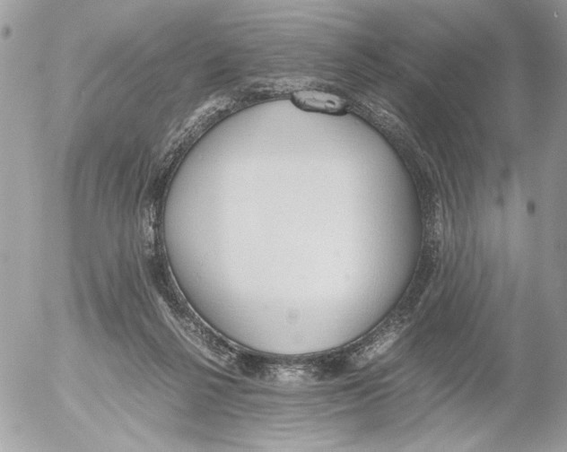 X0000052580264200507292039