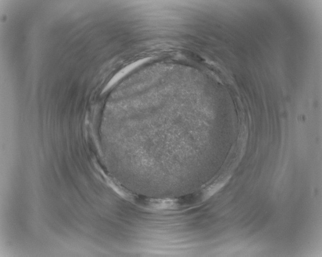 X0000052580288200507292040