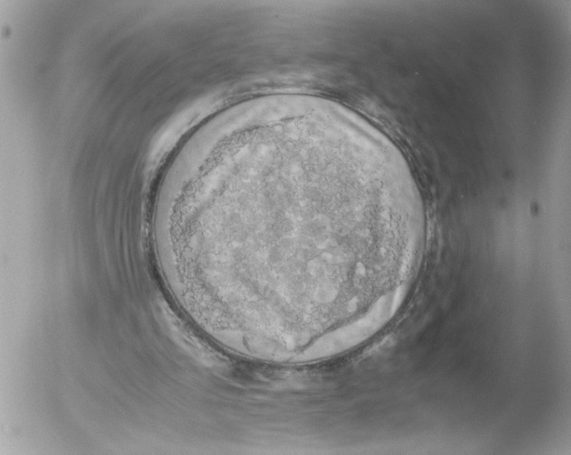 X0000052580293200507292039