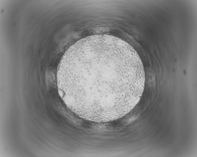 X0000052580523200507292035