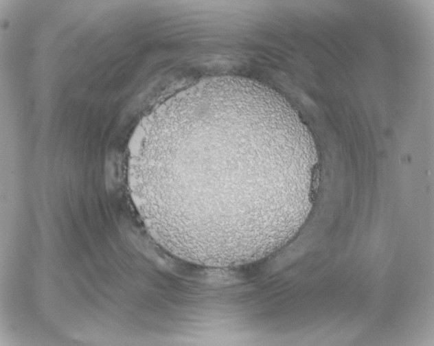 X0000052580528200507292035