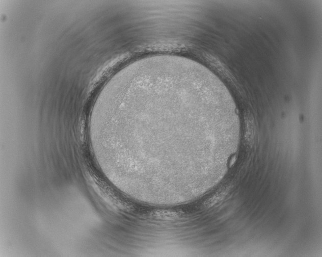 X0000052580636200507292033