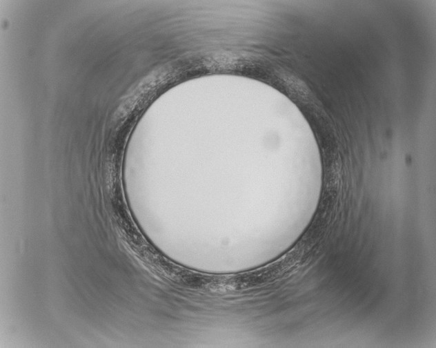 X0000052580687200507292032