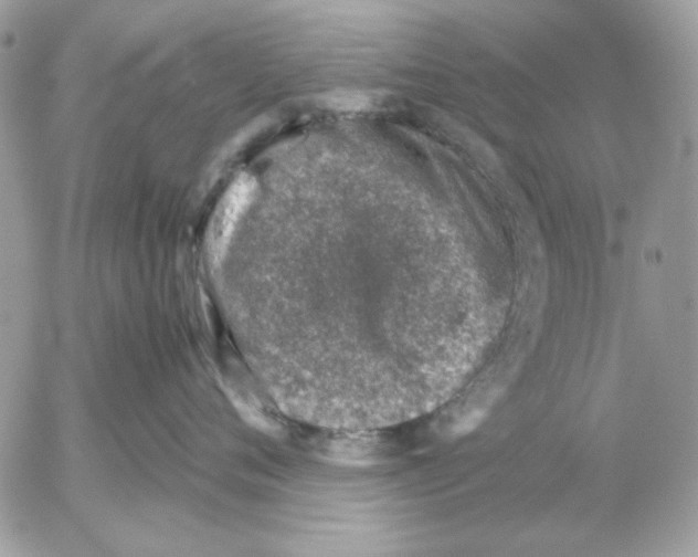 X0000052580720200507292032