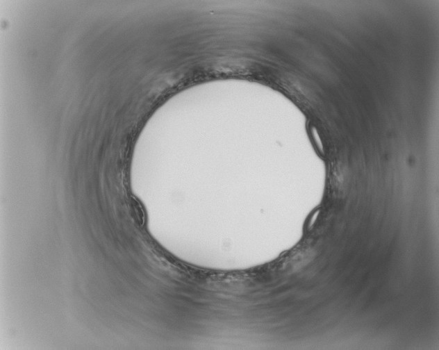 X0000052580817200507292029