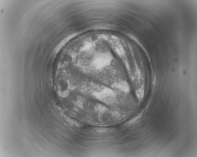 X0000052580829200507292030