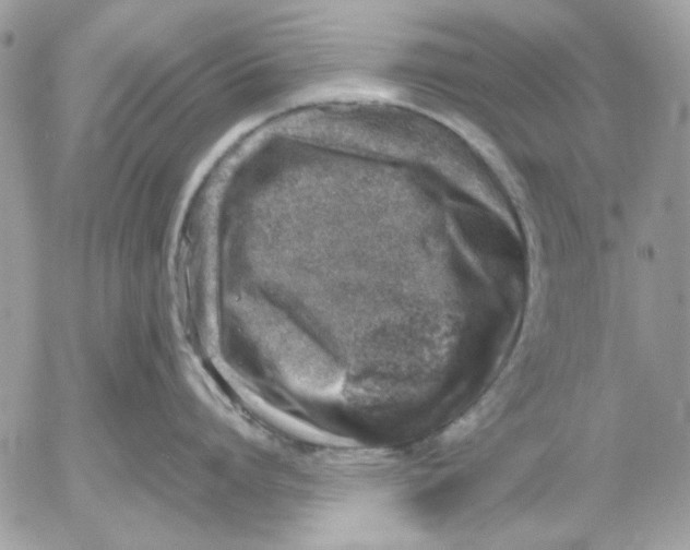 X0000052580864200507292030