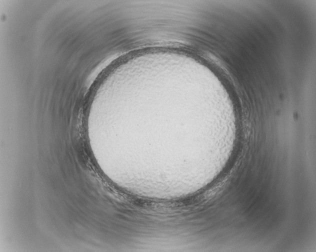 X0000052580875200507292029