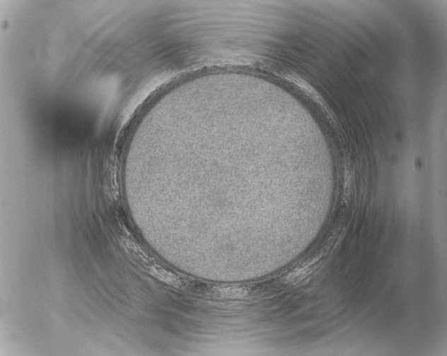 X0000052580878200507292029