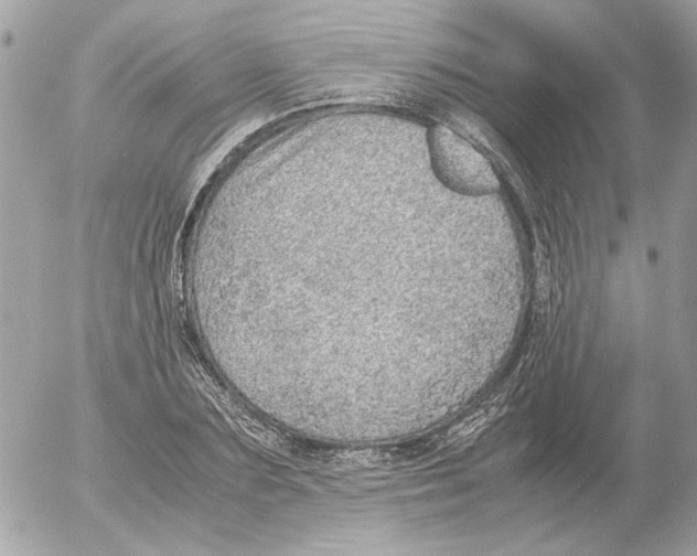 X0000052580883200507292029