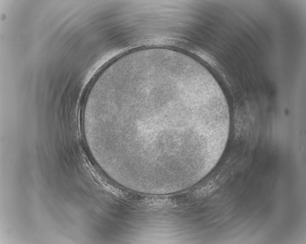 X0000052580886200507292029