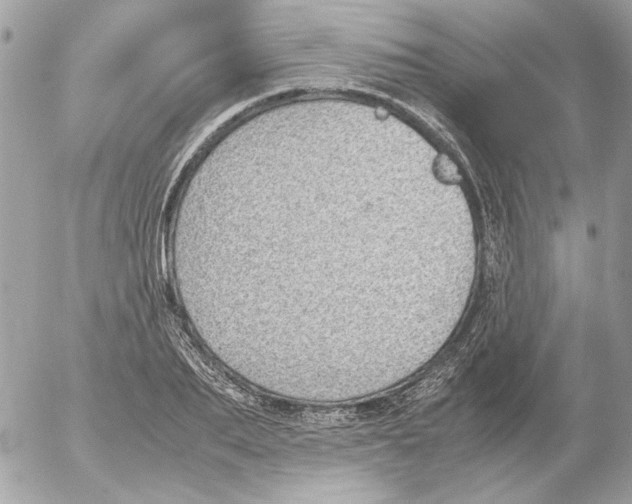 X0000052580887200507292029