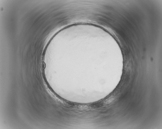 X0000052580903200507292029