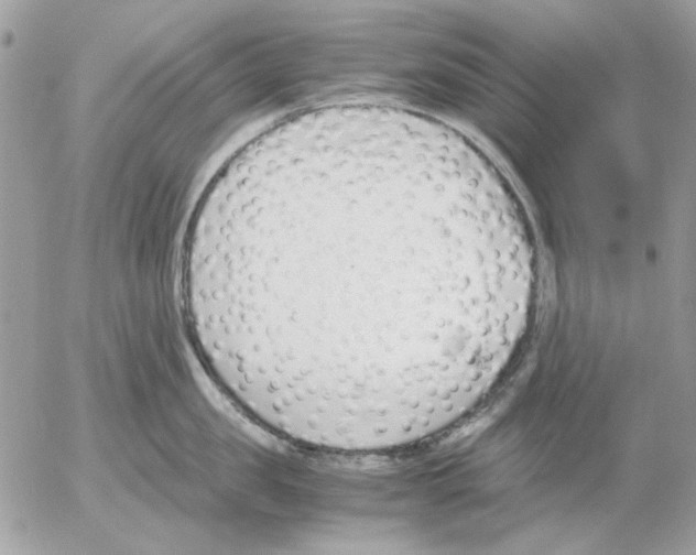 X0000052580957200507292029