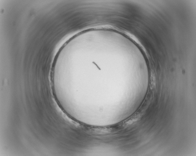 X0000052580959200507292029