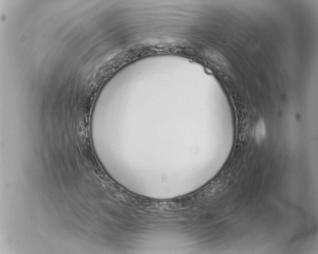 X0000052580966200507292028