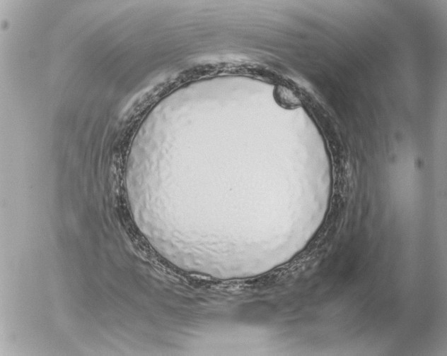 X0000052580967200507292028