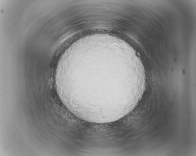 X0000052581015200507292026